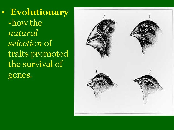  • Evolutionary -how the natural selection of traits promoted the survival of genes.