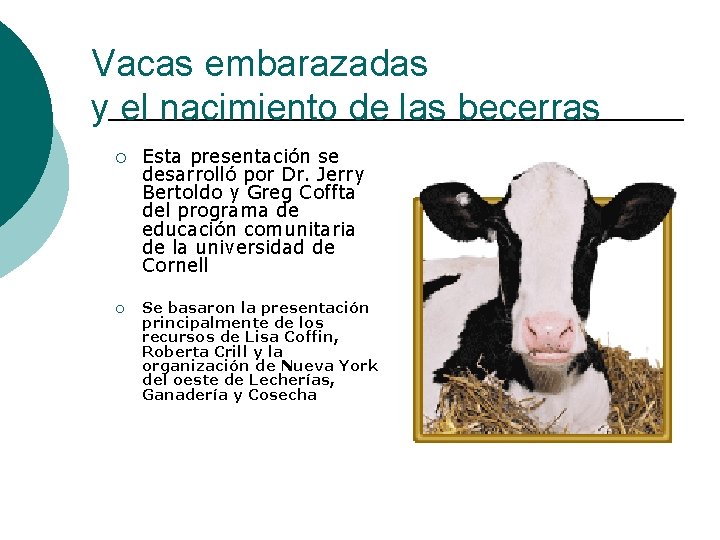 Vacas embarazadas y el nacimiento de las becerras ¡ ¡ Esta presentación se desarrolló