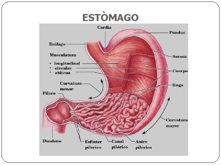 ESTÒMAGO 