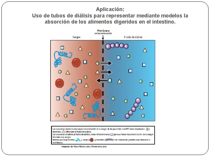 Aplicación: Uso de tubos de diálisis para representar mediante modelos la absorción de los