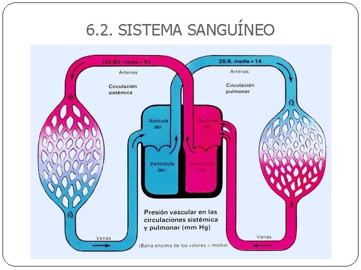 6. 2. SISTEMA SANGUÍNEO 