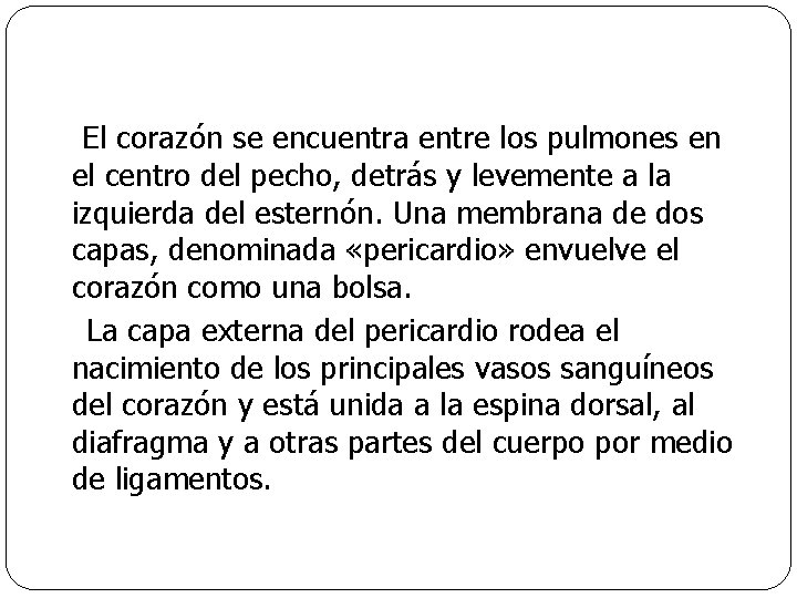 El corazón se encuentra entre los pulmones en el centro del pecho, detrás y