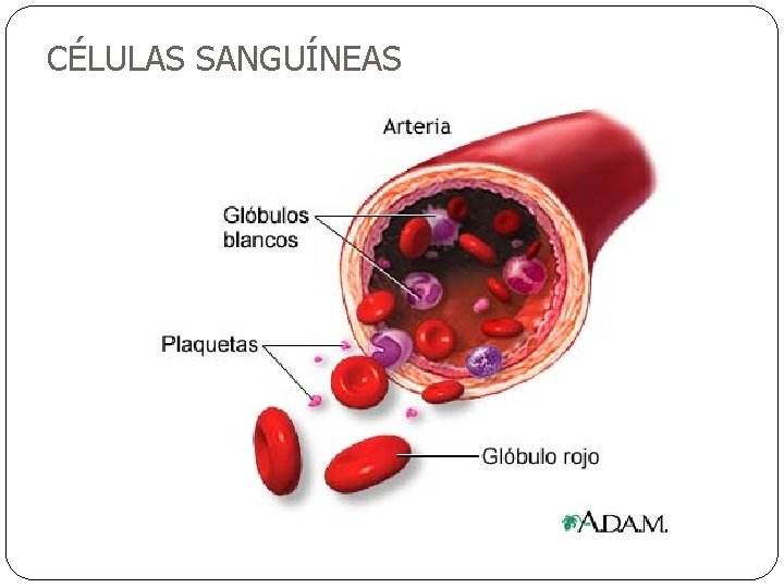 CÉLULAS SANGUÍNEAS 