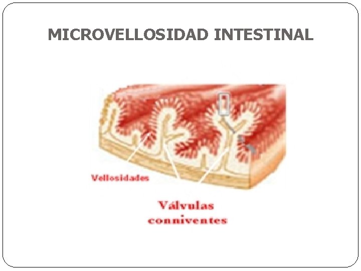 MICROVELLOSIDAD INTESTINAL 