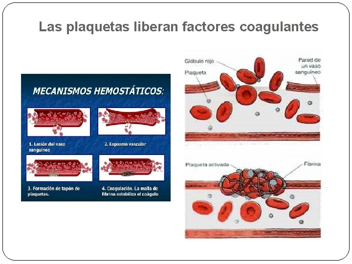Las plaquetas liberan factores coagulantes 
