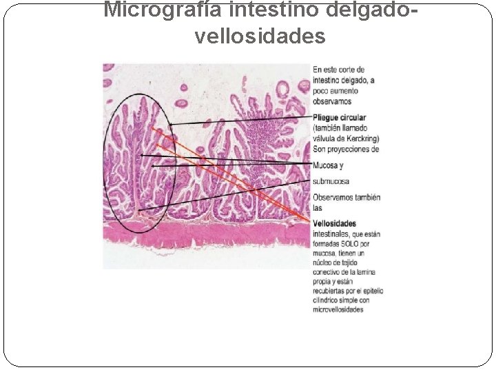Micrografía intestino delgadovellosidades 
