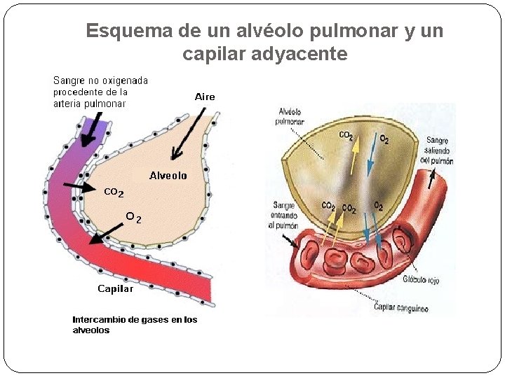 Esquema de un alvéolo pulmonar y un capilar adyacente 