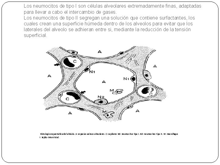 Los neumocitos de tipo I son células alveolares extremadamente finas, adaptadas para llevar a