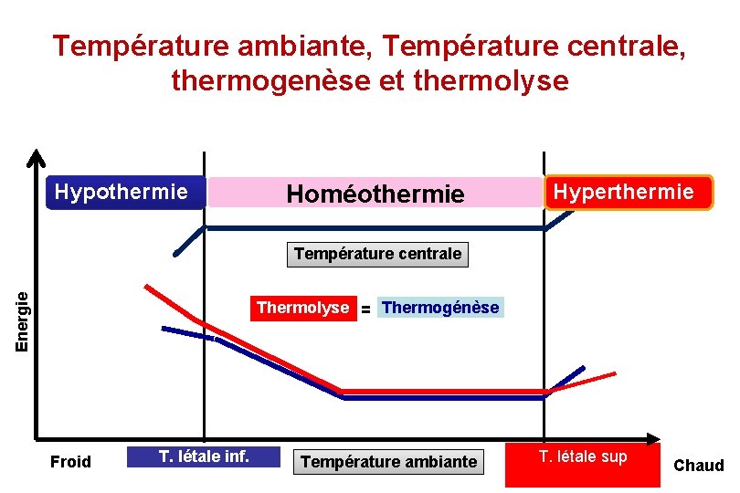 Température ambiante, Température centrale, thermogenèse et thermolyse Hypothermie Homéothermie Hyperthermie Energie Température centrale Thermolyse