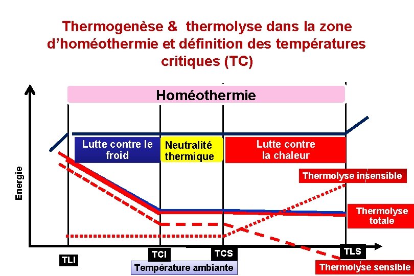 Thermogenèse & thermolyse dans la zone d’homéothermie et définition des températures critiques (TC) Homéothermie