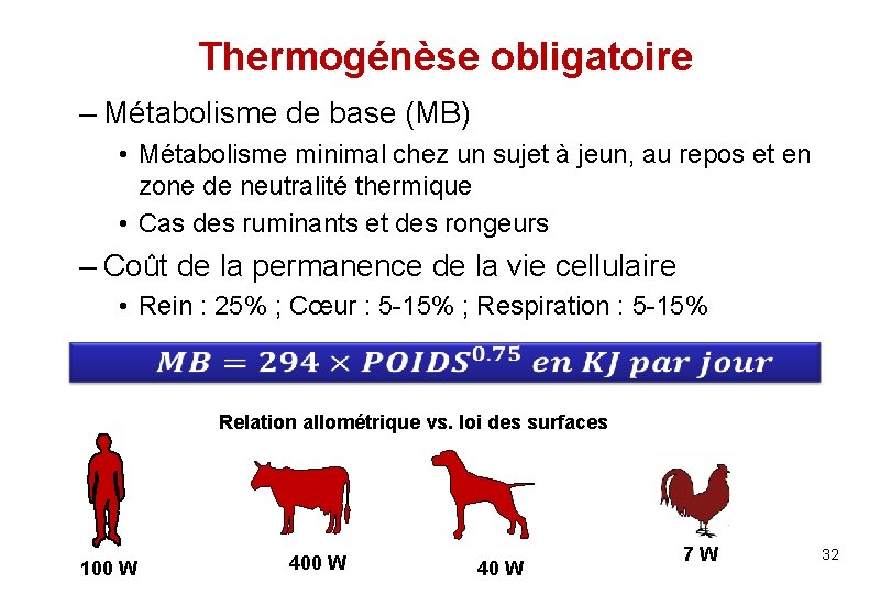 Thermogénèse obligatoire – Métabolisme de base (MB) • Métabolisme minimal chez un sujet à