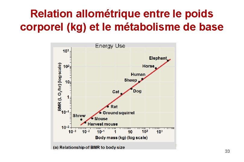 Relation allométrique entre le poids corporel (kg) et le métabolisme de base 33 