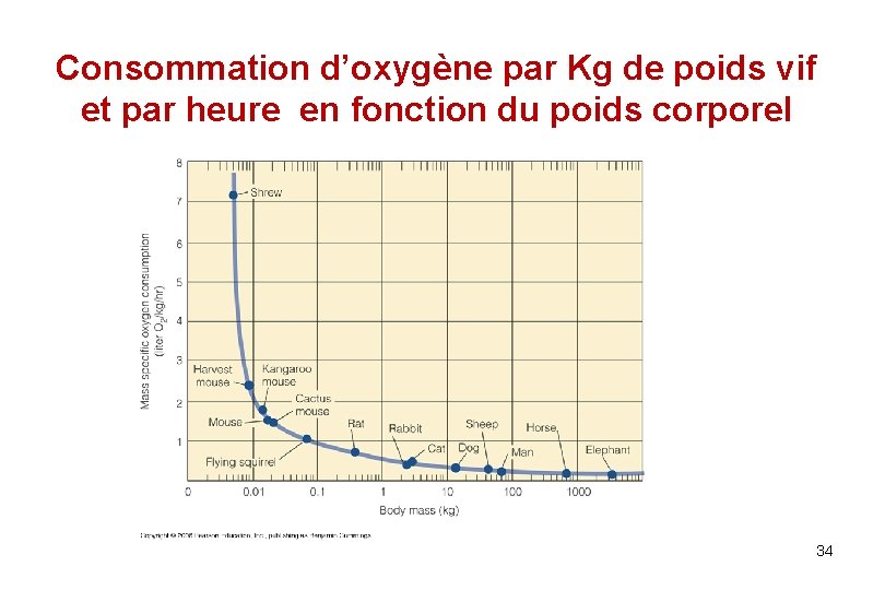 Consommation d’oxygène par Kg de poids vif et par heure en fonction du poids