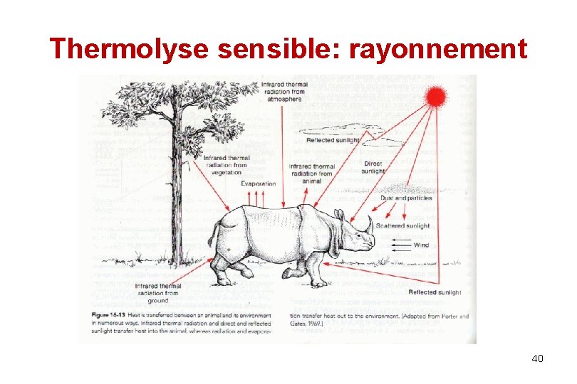 Thermolyse sensible: rayonnement 40 