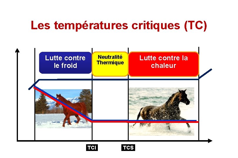 Les températures critiques (TC) Lutte contre le froid TCI Neutralité Thermique TCS Lutte contre