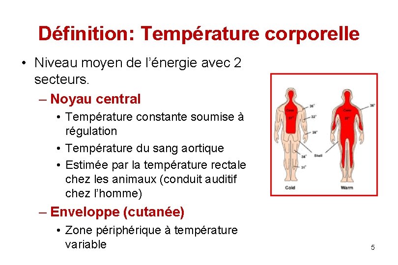 Définition: Température corporelle • Niveau moyen de l’énergie avec 2 secteurs. – Noyau central
