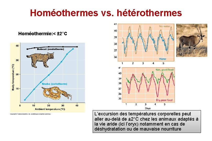 Homéothermes vs. hétérothermes Homéothermie: < ± 2°C L’excursion des températures corporelles peut aller au-delà