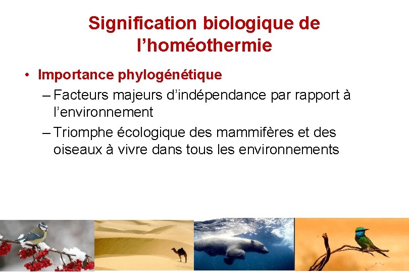 Signification biologique de l’homéothermie • Importance phylogénétique – Facteurs majeurs d’indépendance par rapport à