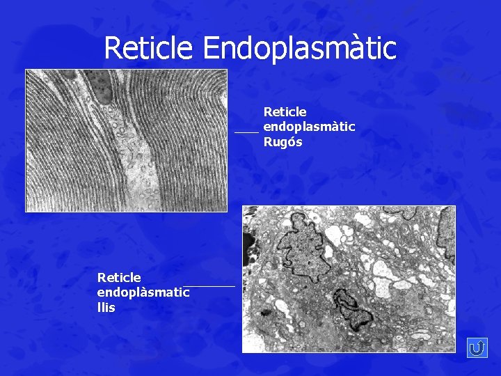 Reticle Endoplasmàtic Reticle endoplasmàtic Rugós Reticle endoplàsmatic llis 