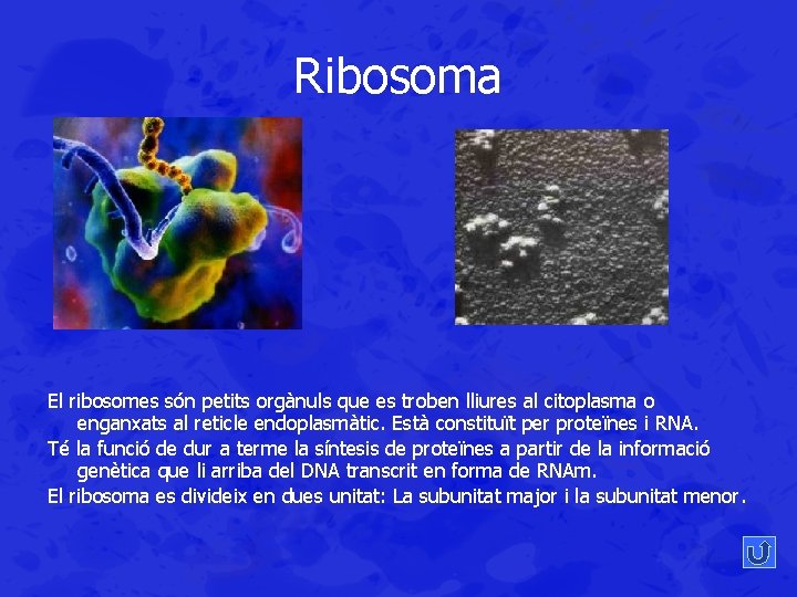 Ribosoma El ribosomes són petits orgànuls que es troben lliures al citoplasma o enganxats