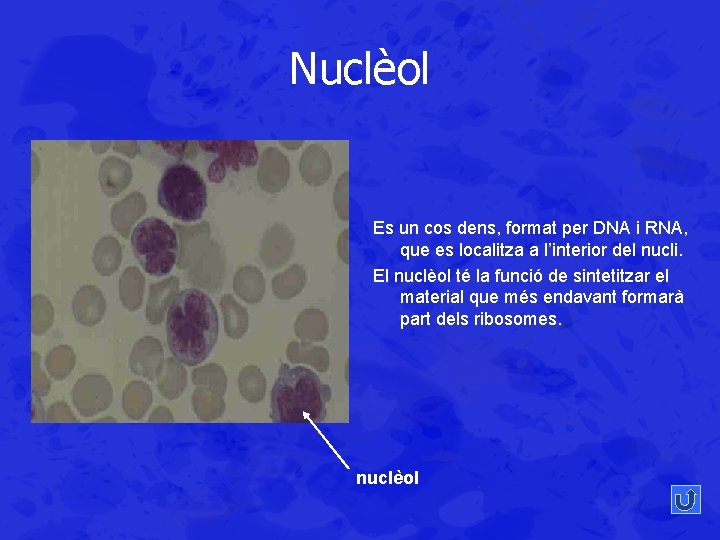 Nuclèol Es un cos dens, format per DNA i RNA, que es localitza a