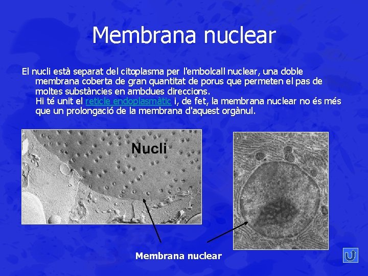 Membrana nuclear El nucli està separat del citoplasma per l'embolcall nuclear, una doble membrana