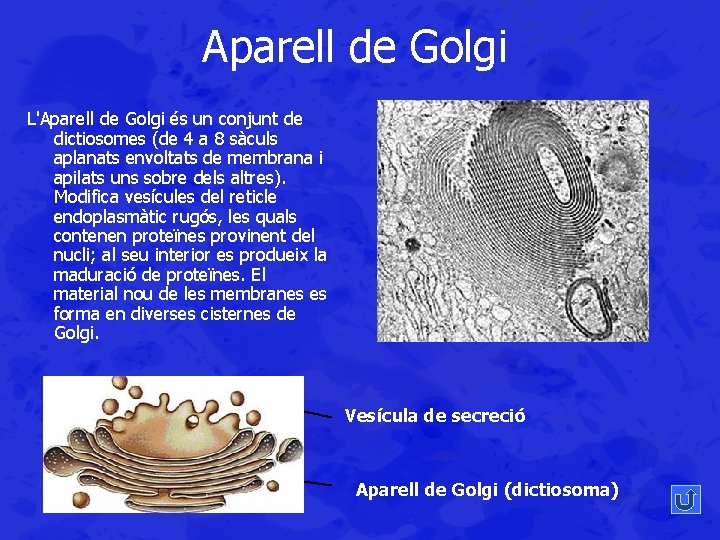 Aparell de Golgi L'Aparell de Golgi és un conjunt de dictiosomes (de 4 a
