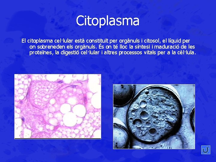 Citoplasma El citoplasma cel·lular està constituït per orgànuls i citosol, el líquid per on