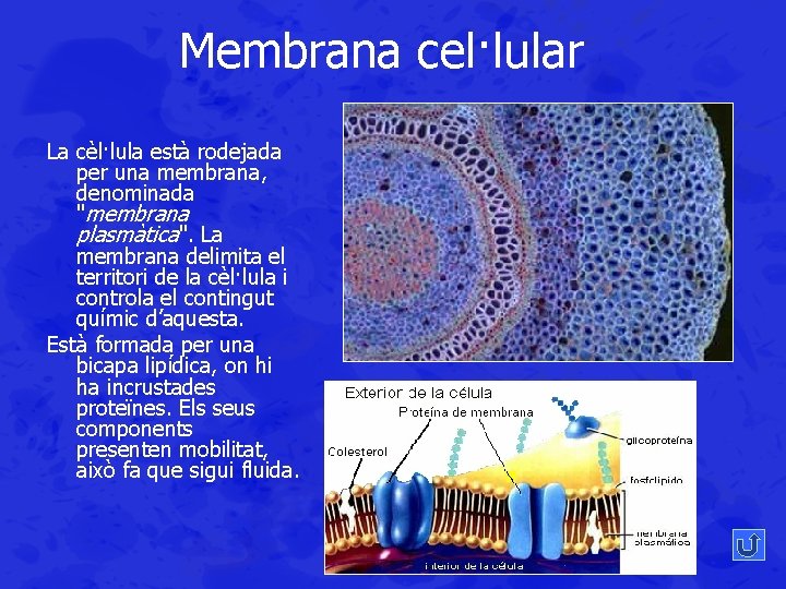 Membrana cel·lular La cèl·lula està rodejada per una membrana, denominada "membrana plasmàtica". La membrana