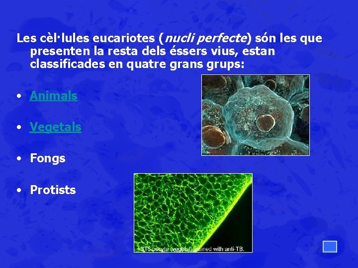 Les cèl·lules eucariotes (nucli perfecte) són les que presenten la resta dels éssers vius,