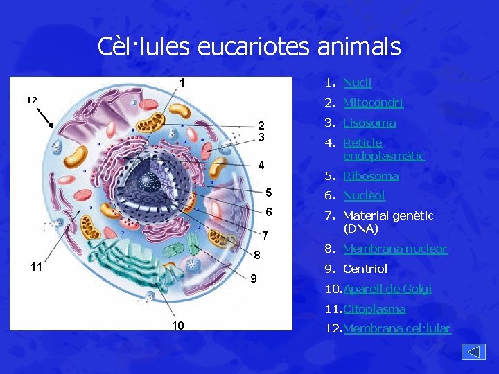 Cèl·lules eucariotes animals 1. Nucli 1 12 2. Mitocondri 3. Lisosoma 2 3 4.