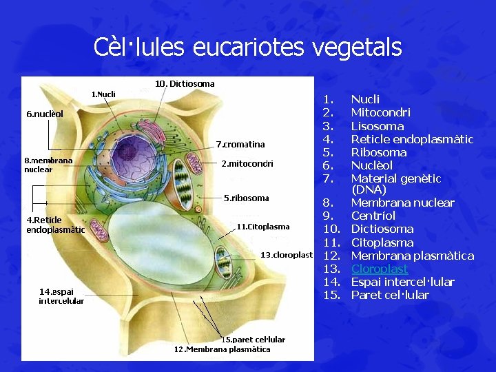 Cèl·lules eucariotes vegetals 1. 2. 3. 4. 5. 6. 7. 8. 9. 10. 11.