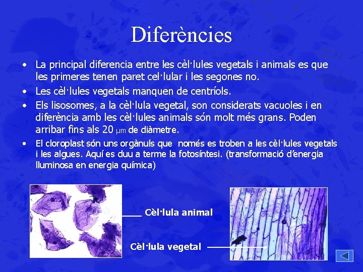 Diferències • La principal diferencia entre les cèl·lules vegetals i animals es que les