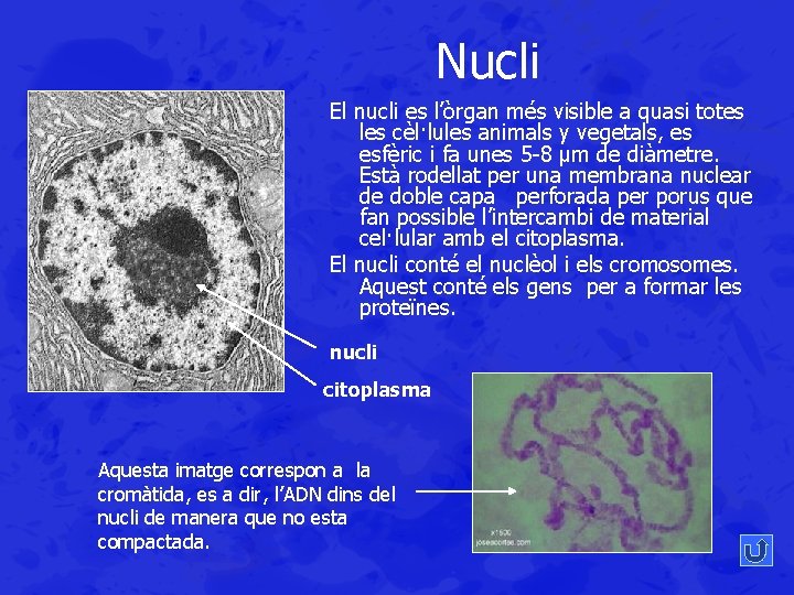 Nucli El nucli es l’òrgan més visible a quasi totes les cèl·lules animals y