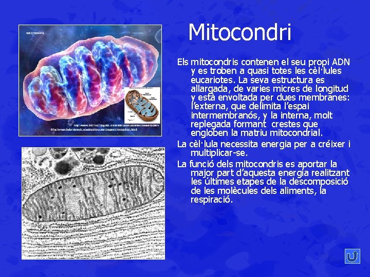 Mitocondri Els mitocondris contenen el seu propi ADN y es troben a quasi totes