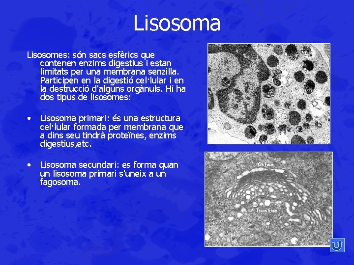 Lisosoma Lisosomes: són sacs esfèrics que contenen enzims digestius i estan limitats per una