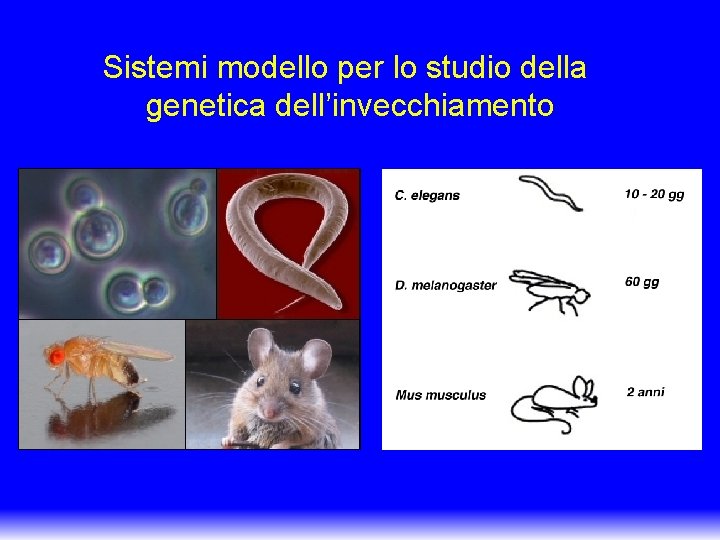 Sistemi modello per lo studio della genetica dell’invecchiamento 