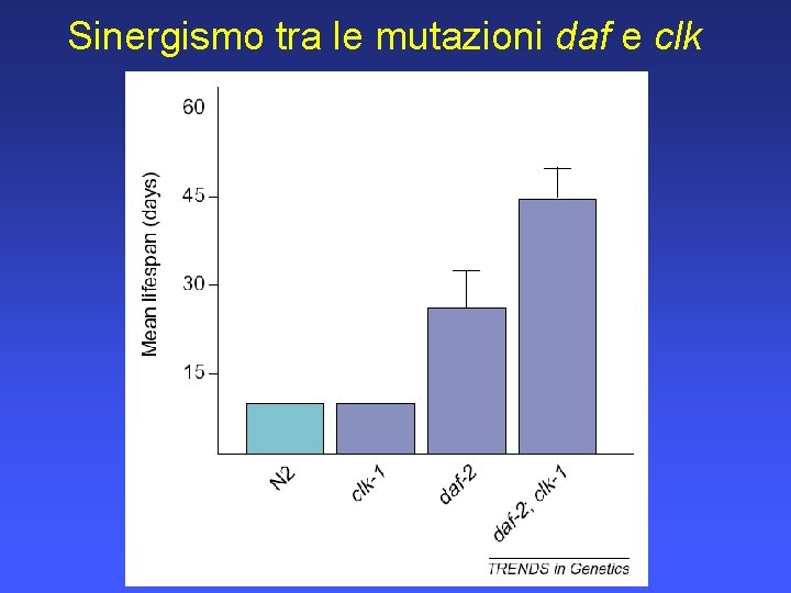 Sinergismo tra le mutazioni daf e clk 