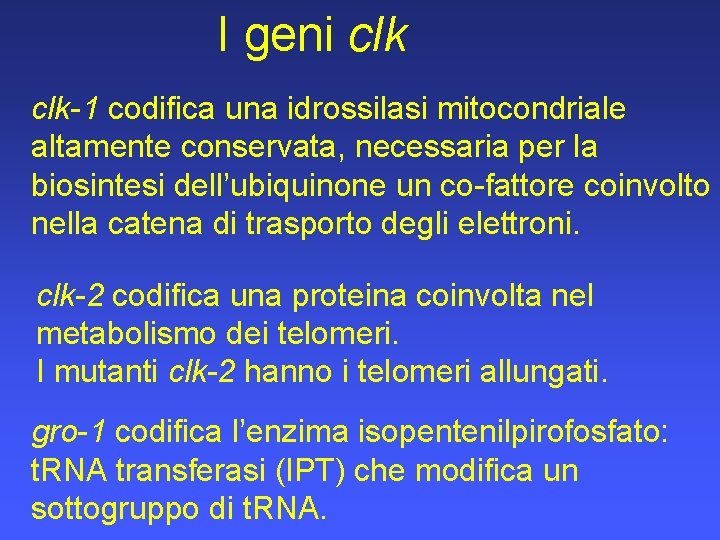 I geni clk-1 codifica una idrossilasi mitocondriale altamente conservata, necessaria per la biosintesi dell’ubiquinone