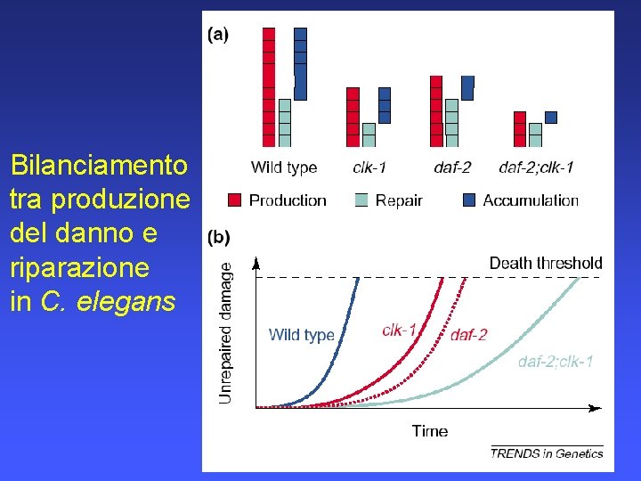 Bilanciamento tra produzione del danno e riparazione in C. elegans 