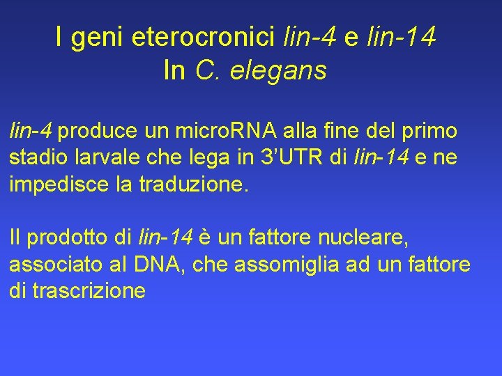 I geni eterocronici lin-4 e lin-14 In C. elegans lin-4 produce un micro. RNA