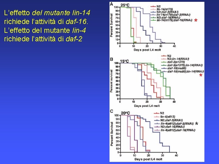 L’effetto del mutante lin-14 richiede l’attività di daf-16. L’effetto del mutante lin-4 richiede l’attività