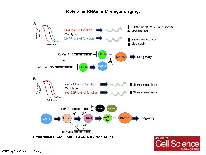 Role of mi. RNAs in C. elegans aging. Smith-Vikos T , and Slack F