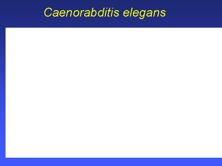 Caenorabditis elegans 