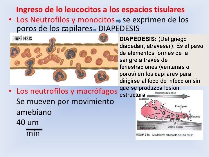 DIAPEDESIS: (Del griego diapedan, atravesar). Es el paso de elementos formes de la sangre