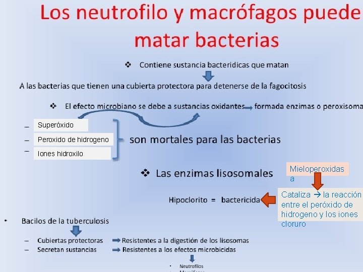 Superóxido Peroxido de hidrogeno Iones hidroxilo Mieloperoxidas a Cataliza la reacción entre el peróxido