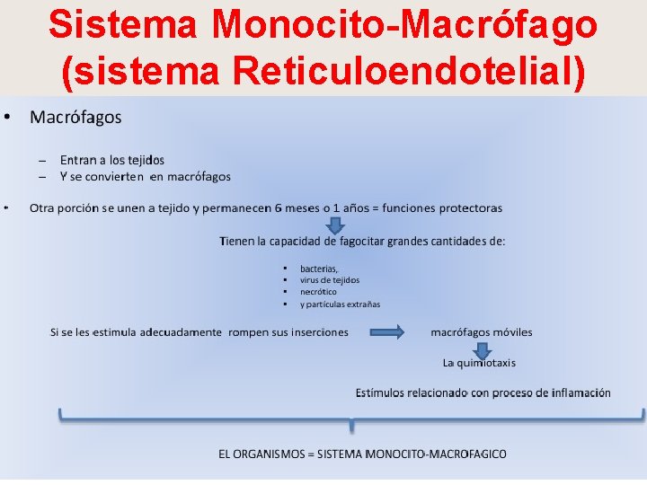 Sistema Monocito-Macrófago (sistema Reticuloendotelial) 