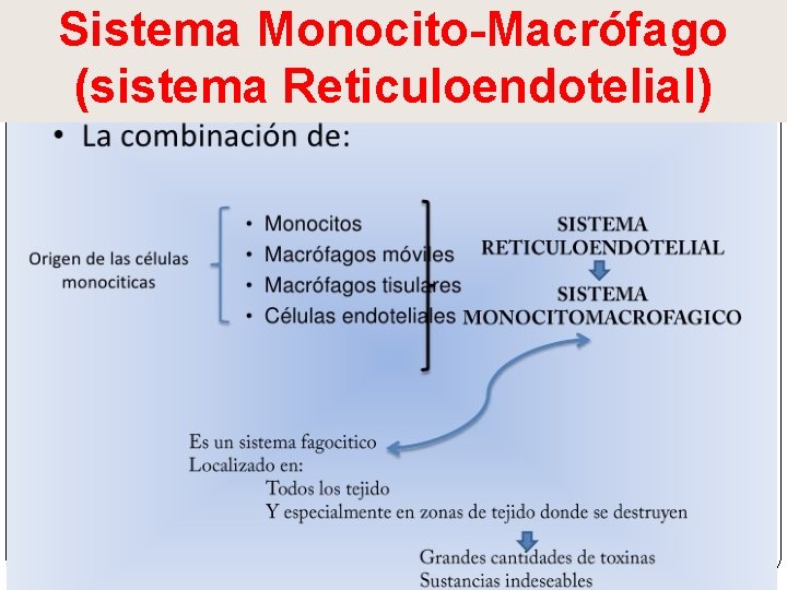 Sistema Monocito-Macrófago (sistema Reticuloendotelial) 