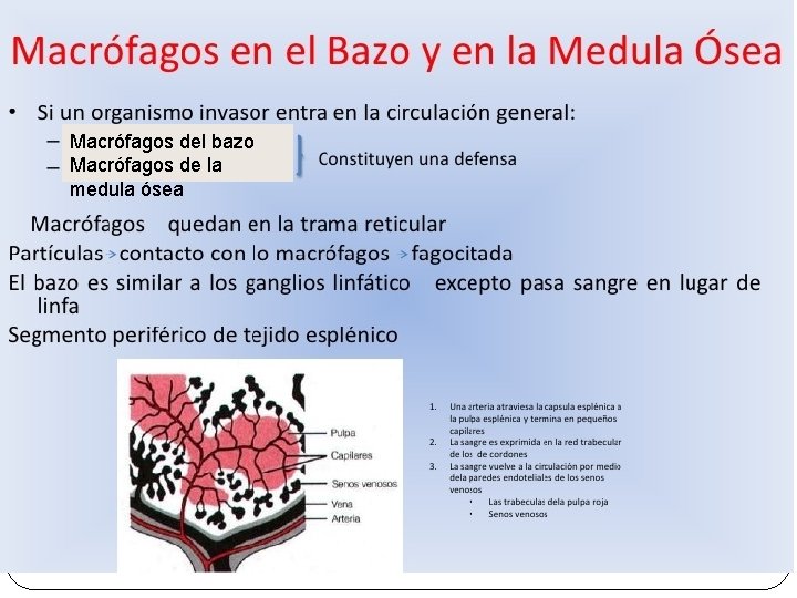 Macrófagos del bazo Macrófagos de la medula ósea 