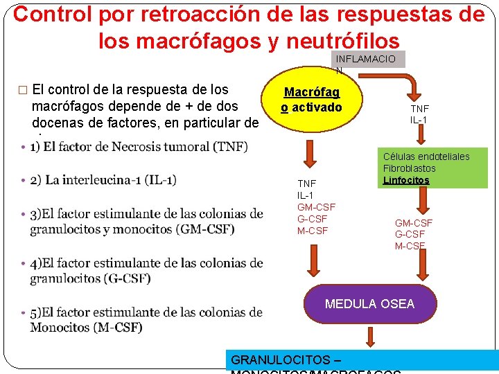 Control por retroacción de las respuestas de los macrófagos y neutrófilos INFLAMACIO N �